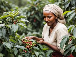 Empowering Women in Coffee — Lucy Coffee’s Commitment